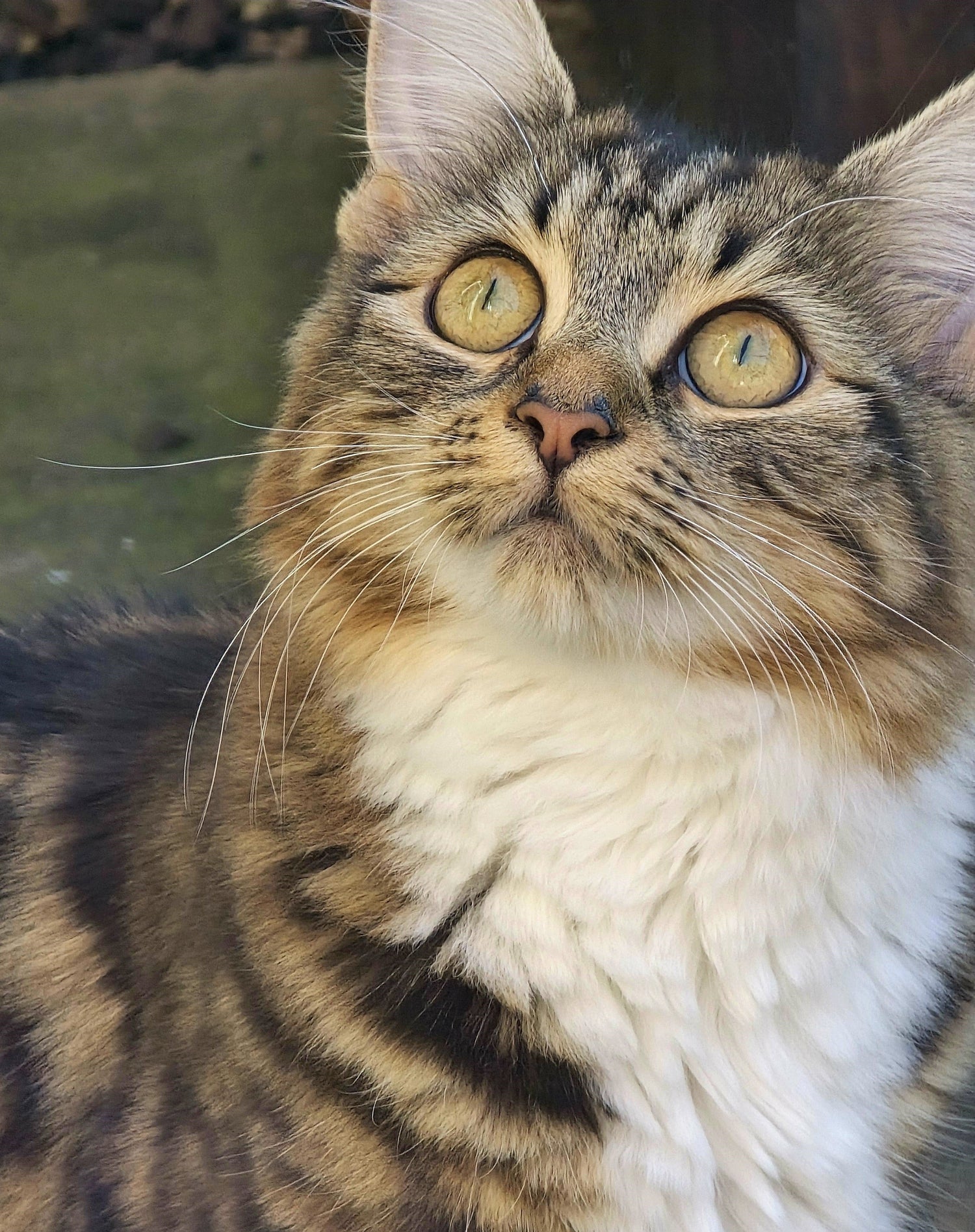 Cats and Kittens